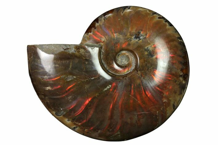 Flashy Red Iridescent Ammonite #155147